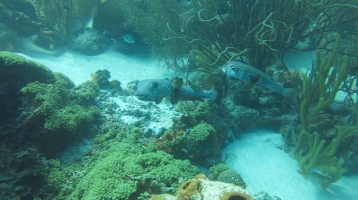 matingporcupinefish2867